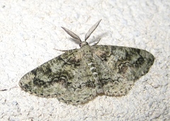 Cleorodes lichenaria