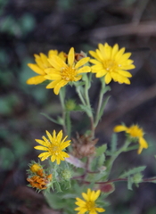 Rayjacksonia phyllocephala