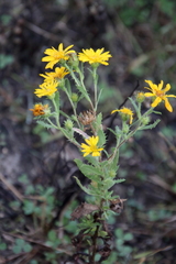 Rayjacksonia phyllocephala