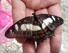 Metamorpha elissa