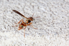 Polistes bellicosus