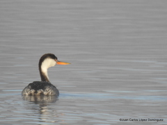 Aechmophorus clarkii