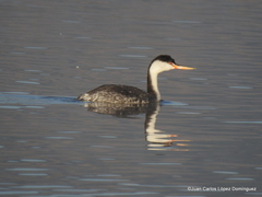Aechmophorus clarkii