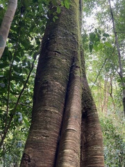 Brosimum alicastrum