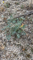 Eschscholzia minutiflora