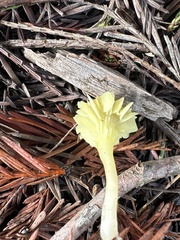 Chrysomphalina grossula