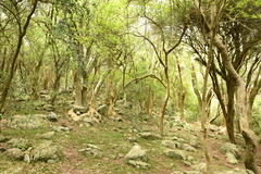 Phytolacca dioica