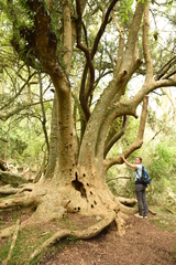 Phytolacca dioica