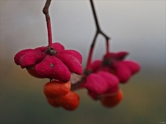 Euonymus europaeus