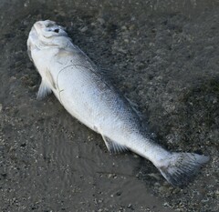 Cynoscion nebulosus