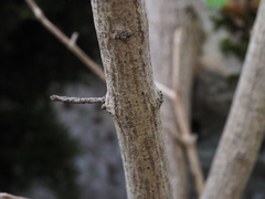 Euonymus europaeus