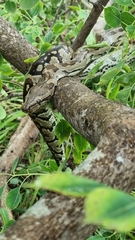 Python natalensis