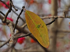 Euonymus europaeus