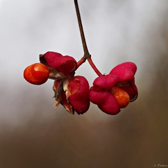 Euonymus europaeus