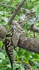 Python natalensis