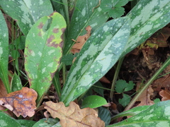 Pulmonaria