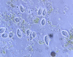Tetrahymena