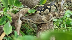 Python natalensis