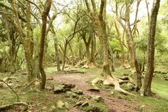Phytolacca dioica