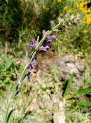 Salvia sclareoides