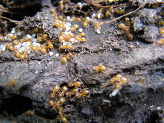Lasius aphidicola