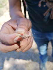 Erythraeoidea