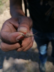 Erythraeoidea