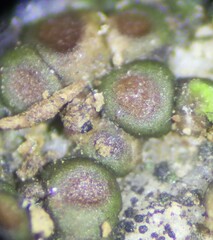 Acarospora oligospora