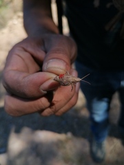 Erythraeoidea