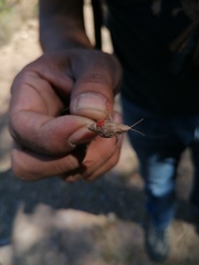 Erythraeoidea