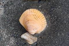 Noetia ponderosa