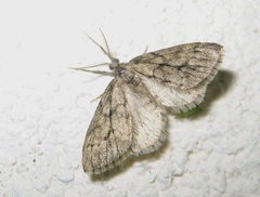 Tephronia sepiaria