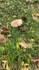 Agaricales