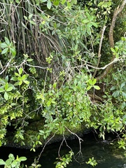 Pittosporum cornifolium