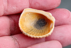 Noetia ponderosa