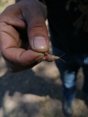Erythraeoidea