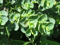 Euphorbia degeneri