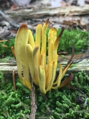 Clavulinopsis fusiformis image
