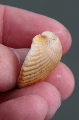 Noetia ponderosa