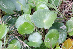 Hydrocotyle bonariensis