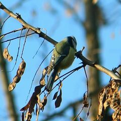 Cyanistes caeruleus