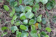 Hydrocotyle bonariensis