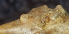 Aceria querci