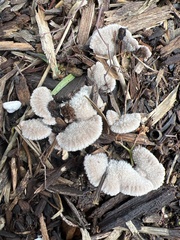 Schizophyllum