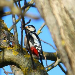 Dendrocopos major
