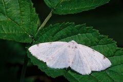 Lomographa bimaculata