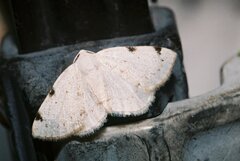 Lomographa bimaculata