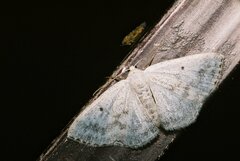 Lomographa temerata