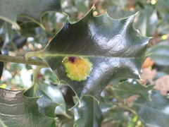 Phytomyza ilicis