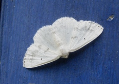 Lomographa temerata